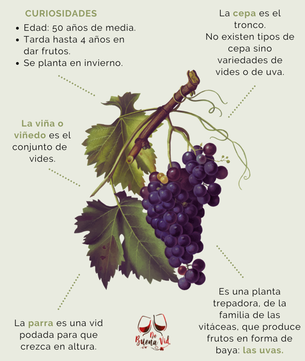 Características de la vid