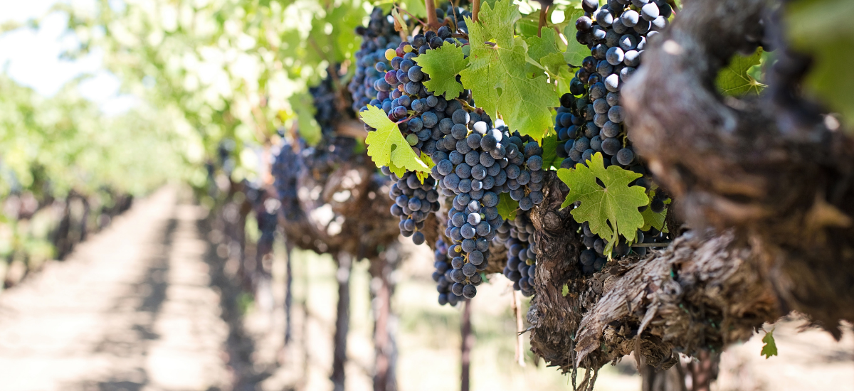 variedades de uvas más cultivadas en España