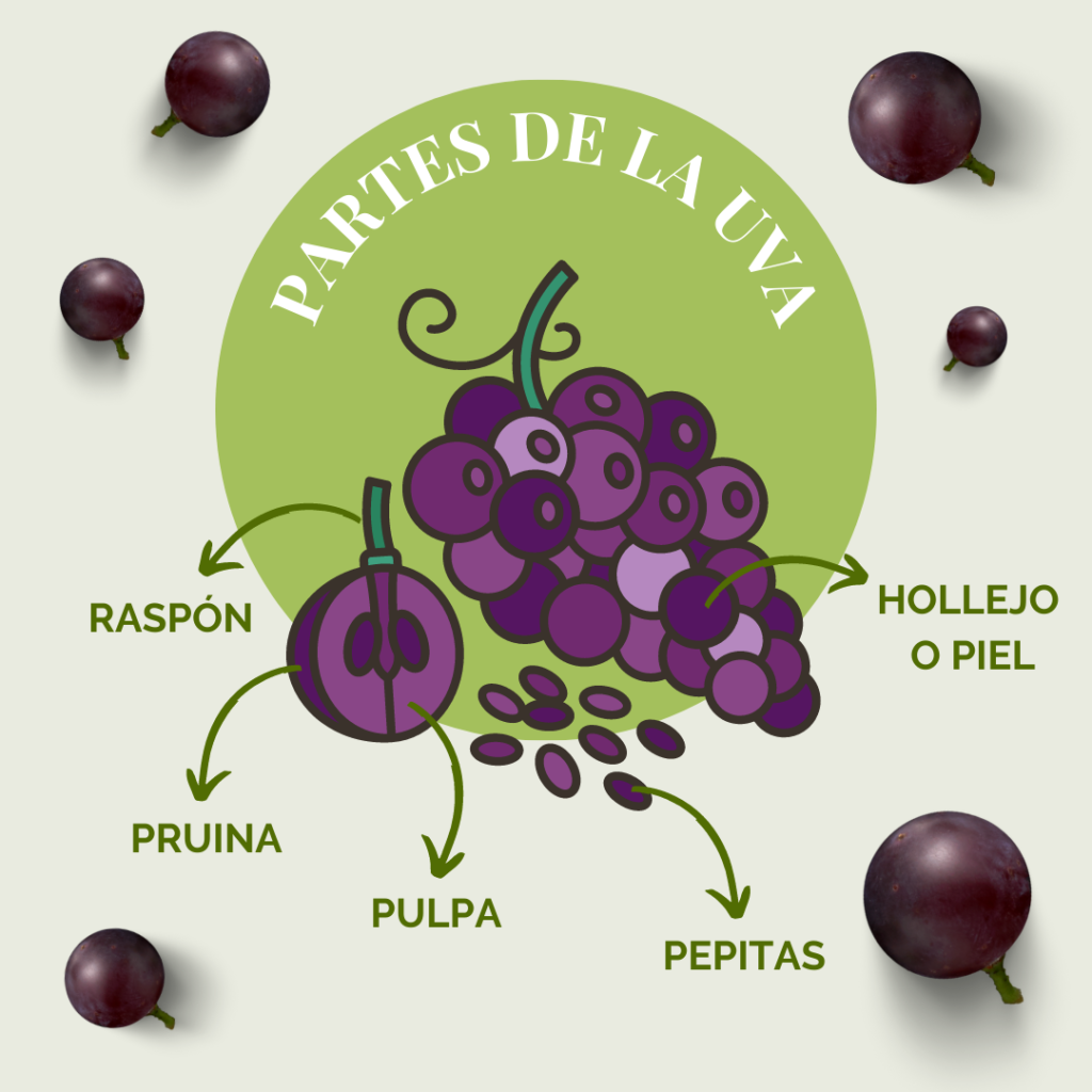 Partes de la uva